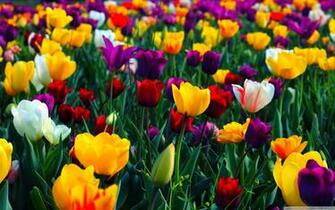 Spring Wallpaper HD Net