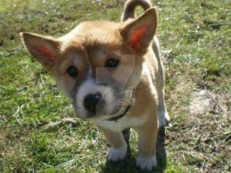 Photo Dingo Puppy By Anouk Goodson