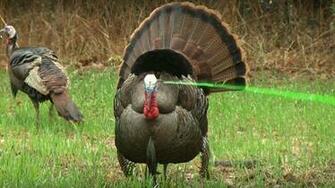 Turkey Gobbler Wallpaper Top Background