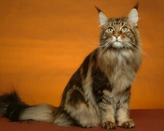 Maine Coon Wallpaper