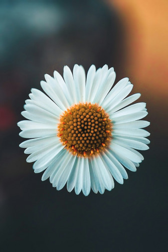 Floral Phone Wallpaper