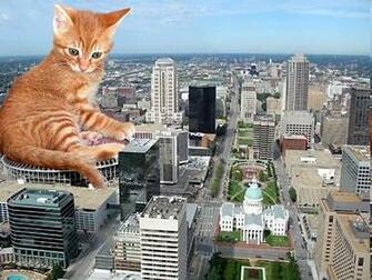 Funny Catds Wallpaper Man Pictures Of All Time Dogs