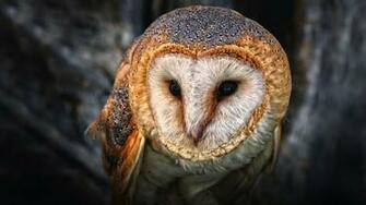 Owls Owlet Baby Birds Wallpaper High Resolution