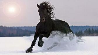 Black Horses HD Wallpaper Horse Desktop