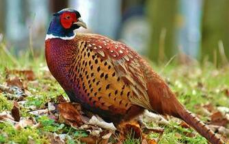 Pheasant Wallpaper