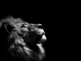 Majestic Lion Wallpaper