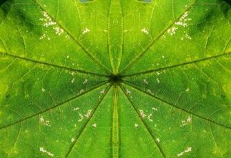 The World S Most Recently Posted Photos Of Greenleaf And Wallpaper