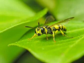 Insects Macro Wallpaper