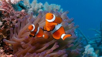 Clownfish Background Wallpaper