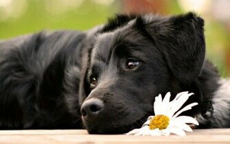 Cute Black Dog With Flower Computer Desktop Wallpaper Pictures