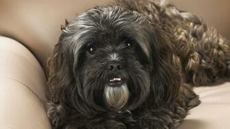 HD Wallpaper Shih Tzu Puppies Screensaver X Kb Jpeg