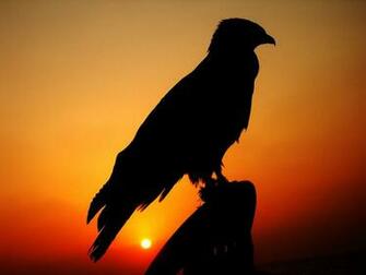 Falcon Ave P R Do Sol Vetor