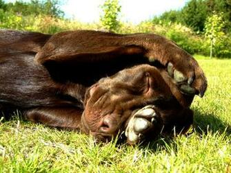 Chocolate Lab Photos Desktop Background Wallpaper M5x Eu