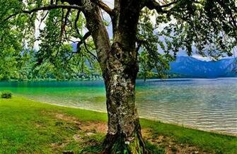 Amazing Nature Tree Scene HD Wallpaper Famous