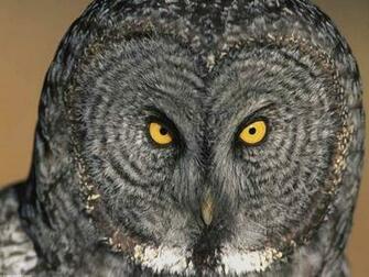 Owl Wallpaper