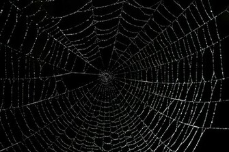 Spider Web Background Image Thecelebritypix