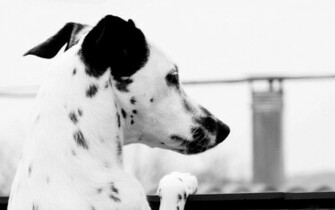 Dalmatian Wallpaper Stock Photos