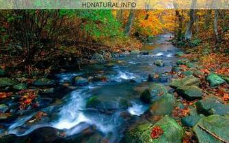 Home Miscellaneous Nature Screensavers