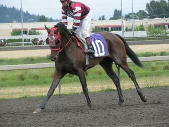 Stock Racehorse By Eleganceapparent