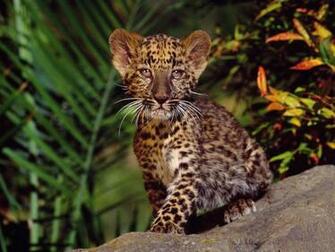 Animals African Wallpaper Desktop Wallpapertube