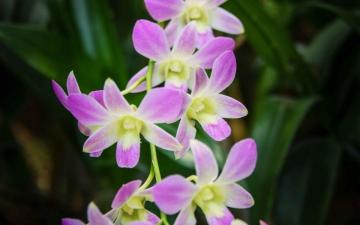 Wallpaper Singapore Orchid Flowers