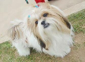 Cute Shih Tzu Wallpaper And Background Image In The Dogs Club