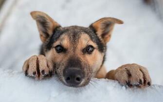 Puppies Dogs Puppy Winter Snow Wallpaper