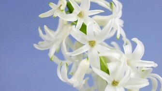 White Hyacinth Wallpaper