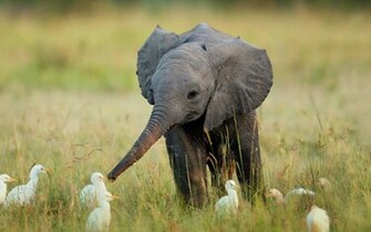 Elephant Wallpaper Giant For Desktop