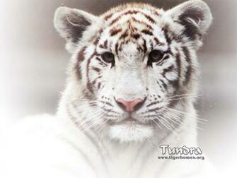 Pics Photos White Tiger Cat Big Tigers Family Desktop