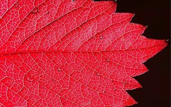 Beautiful Red Leaf With Drops HD Wallpaper Thumb