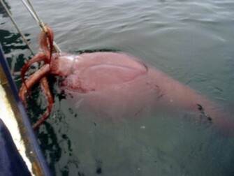 Colossal Squid Southern Elephant