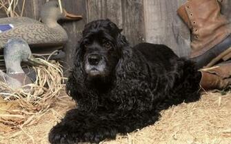 Black Cocker Spaniel Wallpaper