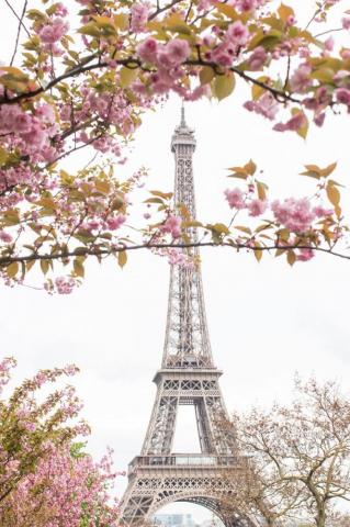 Where To See Paris In Bloom Everyday Parisian Eiffel Tower