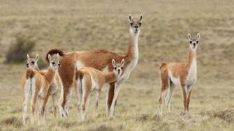 Llama Family HD Wallpaper Wallpaperfx