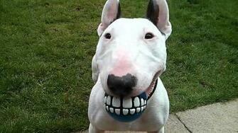 Bull Terrier Wallpaper