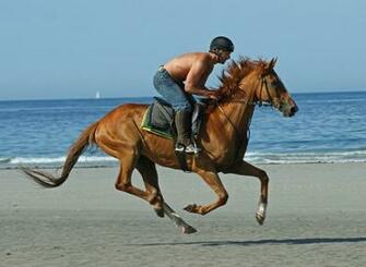 Wallpaper Horse Computer Screensavers And