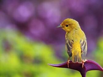 Little Bird 1080p HD Widescreen Wallpaper Hiwallpaper