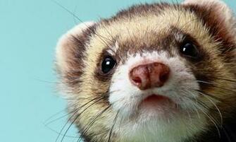 Ferret Face Wallpaper Background Umad