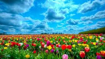 Campo Di Tulipani File Vettoriale