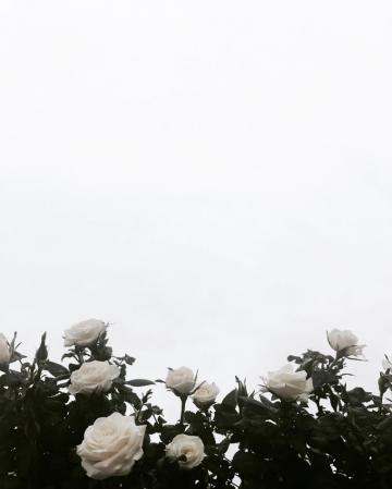Candiceocheung White Roses Background Flower