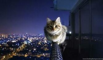 Cat Wallpaper HD Background Image FHD 4k