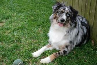 Australian Shepherd Max Photo And Wallpaper Beautiful