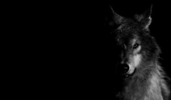 Wolf Background Quotes