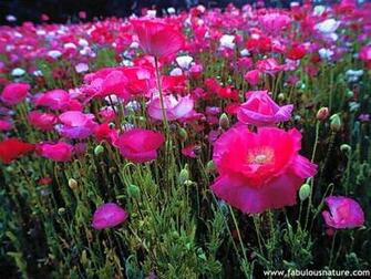Pictures Flowers And Gardens Poppies Red Prickly Poppy Georgia