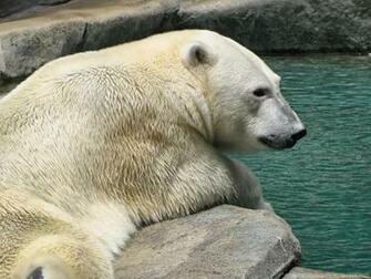 Polar Bear Wallpaper X