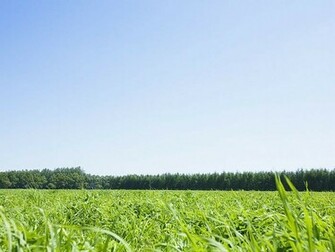 Grassland Scenery Wallpaper Tranquil