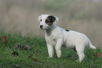 Jack Russell Terrier Wallpaper HD