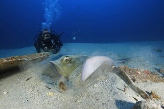 Image Of Tauchen Karibik Grenada Grand Beach Wallpaper