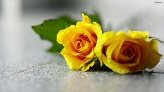 Youwall Yellow Roses Wallpaper